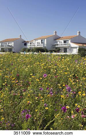 Stock Photo - France, North-Western France, Ile de Noirmoutier, 3 individual houses behind a field in bloom. Fotosearch