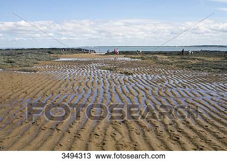 France, North-Western France, La Plaine-sur-Mer, Port Giraud, gathering seafood by hand View Large Photo Image Stock Image - France, North-Western France, La Plaine-sur-Mer, Port Giraud, gathering seafood by hand. Fotosearch