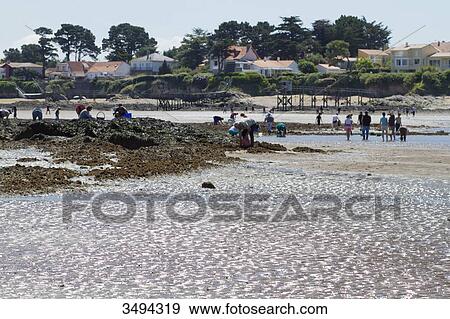 France, North-Western France, La Plaine-sur-Mer, Port Giraud, gathering seafood by hand View Large Photo Image Stock Photo - France, North-Western France, La Plaine-sur-Mer, Port Giraud, gathering seafood by hand. Fotosearch