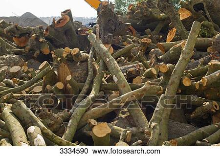France, North-Western France, Nantes, Ile de Nantes, trunks of felled plane-trees View Large Photo Image Stock Image - France, North-Western France, Nantes, Ile de Nantes, trunks of felled plane-trees. Fotosearch
