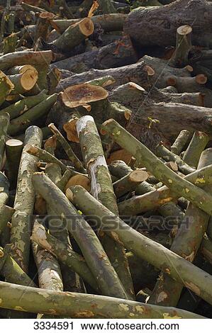 France, North-Western France, Nantes, Ile de Nantes, trunks of felled plane-trees View Large Photo Image Stock Image - France, North-Western France, Nantes, Ile de Nantes, trunks of felled plane-trees. Fotosearch