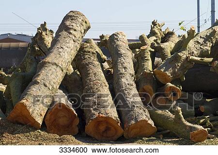 France, North-Western France, Nantes, Ile de Nantes, trunks of felled plane-trees View Large Photo Image Stock Image - France, North-Western France, Nantes, Ile de Nantes, trunks of felled plane-trees. Fotosearch