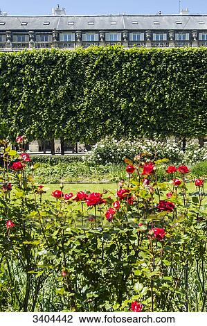 France, Paris, 1er, garden of the Palais Royal. View Large Photo Image Stock Image - France, Paris, 1er, garden of the Palais Royal.. Fotosearch