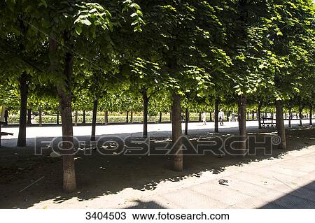 Stock Image - France. Paris 75001, alley of the garden of the Royal palace under the foliage of the lime-trees trimmed in marquise.. Fotosearch