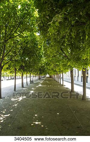 France. Paris 75001, alley of the garden of the Royal palace under the foliage of the lime-trees trimmed in marquise. View Large Photo Image Stock Photography - France. Paris 75001, alley of the garden of the Royal palace under the foliage of the lime-trees trimmed in marquise.. Fotosearch