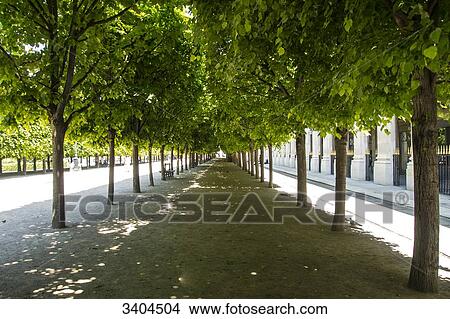 Picture - France, Paris, garden of the Palais-Royal, shaded path under the pruned lime trees. Fotosearch