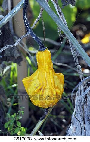 Stock Photo - France, Paris. Vincennes. Zoo of Vincennes. Vegetable garden. Closeup of a yellow marrow.. Fotosearch