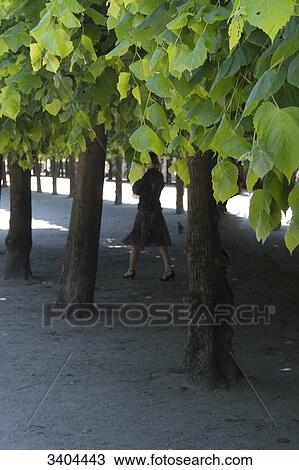 Stock Image - France, Paris, woman walking under the shadow of the trees in the garden of the Palais Royal. Fotosearch