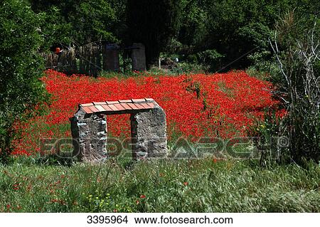 France, Portal and poppy field with grasses View Large Photo Image Picture - France, Portal and poppy field with grasses. Fotosearch