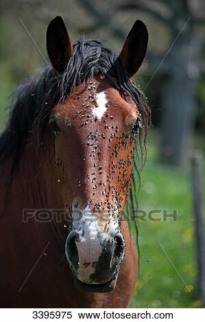 France, Portrait of a Bay horse with a white mark on the forehead, with flies on his snout View Large Photo Image Stock Photography - France, Portrait of a Bay horse with a white mark on the forehead, with flies on his snout. Fotosearch