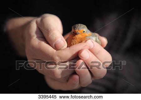 France, Robin in the palm of the hand View Large Photo Image Stock Photography - France, Robin in the palm of the hand. Fotosearch