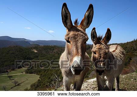 France, South-Eastern France, French Riviera, donkeys in the Esterel Massif View Large Photo Image Stock Image - France, South-Eastern France, French Riviera, donkeys in the Esterel Massif. Fotosearch