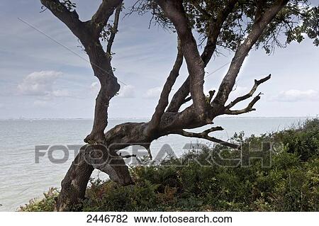 Stock Image - France, South-Eastern France, Ile d'Aix, leaning tree on the coast. Fotosearch
