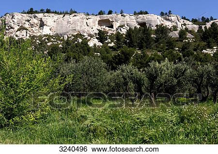 Stock Photograph - France, South-Eastern France, Les Baux-de-Provence, olive grove at the foot of the Alpiles mountain range. Fotosearch