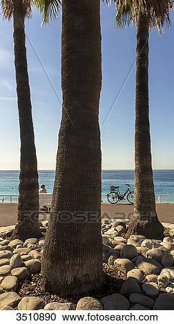 France, South-Eastern France, Nice, trunks of palm-trees on the Promenade des Anglais View Large Photo Image Stock Image - France, South-Eastern France, Nice, trunks of palm-trees on the Promenade des Anglais. Fotosearch