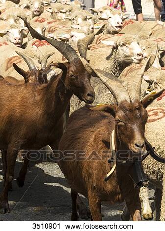 France, South-Eastern France, St Remy de Provence, sheeps and goats transhumance View Large Photo Image Stock Image - France, South-Eastern France, St Remy de Provence, sheeps and goats transhumance. Fotosearch