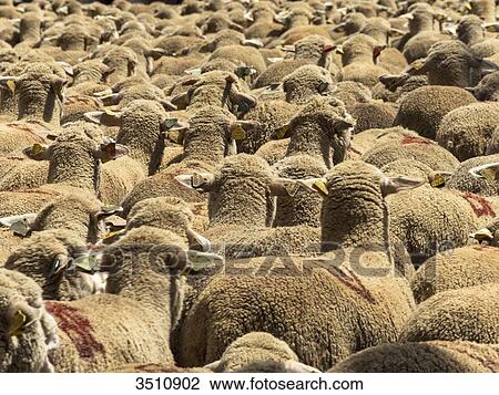 France, South-Eastern France, St Remy de Provence, sheep transhumance View Large Photo Image Stock Image - France, South-Eastern France, St Remy de Provence, sheep transhumance. Fotosearch