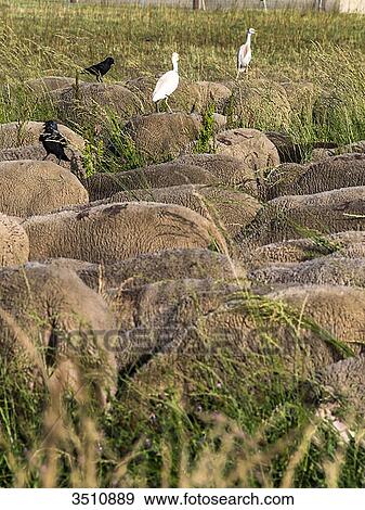 France, South-Eastern France, St Remy de Provence, sheeps with birds on their backs View Large Photo Image Stock Photo - France, South-Eastern France, St Remy de Provence, sheeps with birds on their backs. Fotosearch