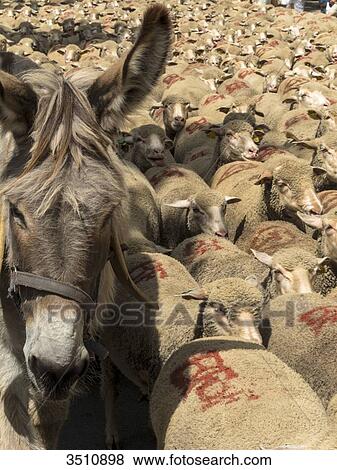 France, South-Eastern France, St Remy de Provence, sheep transhumance View Large Photo Image Stock Photo - France, South-Eastern France, St Remy de Provence, sheep transhumance. Fotosearch
