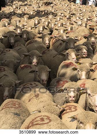 France, South-Eastern France, St Remy de Provence, sheeps transhumance View Large Photo Image Stock Photo - France, South-Eastern France, St Remy de Provence, sheeps transhumance. Fotosearch