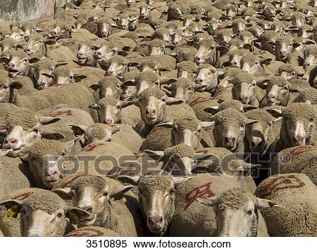 Stock Photography - France, South-Eastern France, St Remy de Provence, sheep transhumance. Fotosearch