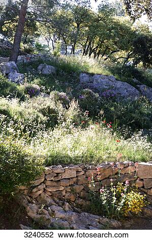 France, South-Eastern France, Fontvieille, garden, Provencal vegetation View Large Photo Image Stock Image - France, South-Eastern France, Fontvieille, garden, Provencal vegetation. Fotosearch