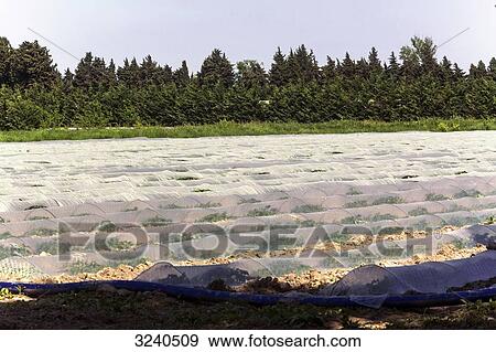 France, South-Eastern France, Fontvielle, vegetable cultivation under a plastic tunnel View Large Photo Image Stock Photo - France, South-Eastern France, Fontvielle, vegetable cultivation under a plastic tunnel. Fotosearch