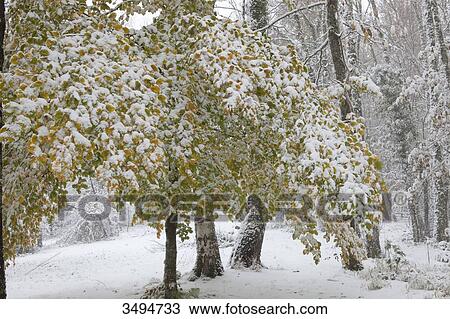 France, South-western France, young beech tree in Fall, covered with snow View Large Photo Image Stock Image - France, South-western France, young beech tree in Fall, covered with snow. Fotosearch
