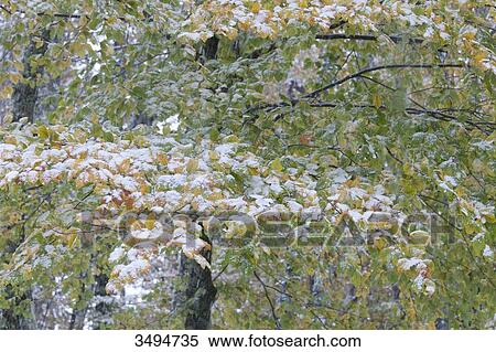 Stock Photography - France, South-western France, young beech tree in Fall, covered with snow. Fotosearch