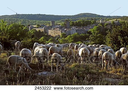France, Southern France, Couvertoirade, ewe flock View Large Photo Image Stock Image - France, Southern France, Couvertoirade, ewe flock. Fotosearch