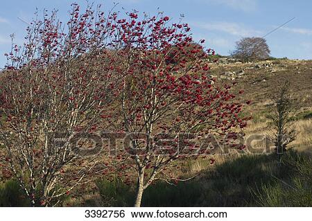 Stock Photograph - France, Southern France, Haut-Languedoc Regional Nature Park, Caroux massif, rowans in Fall. Fotosearch