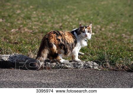 France, Three-coloured striped pussycat walking on the road View Large Photo Image Picture - France, Three-coloured striped pussycat walking on the road. Fotosearch