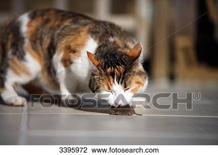 France, Three-coloured striped pussycat playing with a mouse View Large Photo Image Stock Image - France, Three-coloured striped pussycat playing with a mouse. Fotosearch