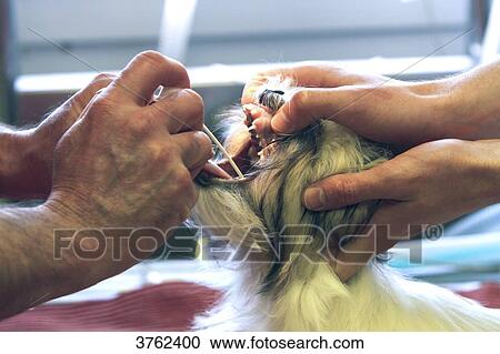 Stock Image - France, veterinary clinic. Dog.. Fotosearch