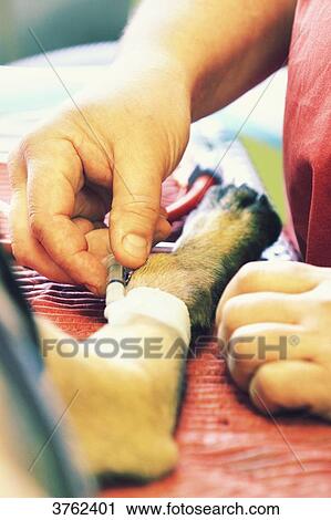 France, veterinary clinic. Dog. View Large Photo Image Stock Image - France, veterinary clinic. Dog.. Fotosearch