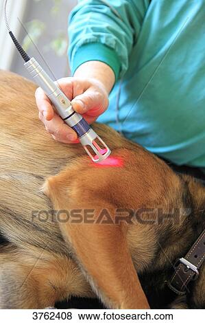 France, veterinary clinic. Laser on dog. View Large Photo Image Stock Photo - France, veterinary clinic. Laser on dog.. Fotosearch