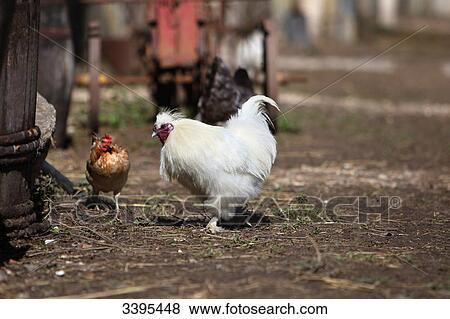 Stock Photo - France, White hen Booted Bantam in a farmyard. Fotosearch