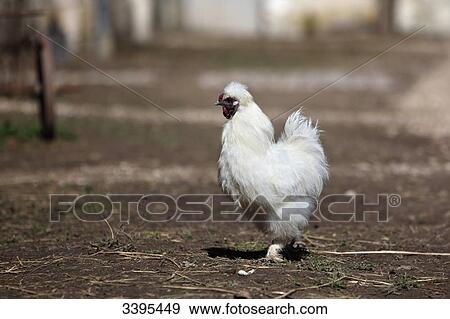 Stock Photo - France, White hen Booted Bantam in a farmyard. Fotosearch