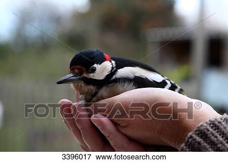 Stock Photo - France, Wounded great spotted woodpecker cooling down in human hands. Fotosearch
