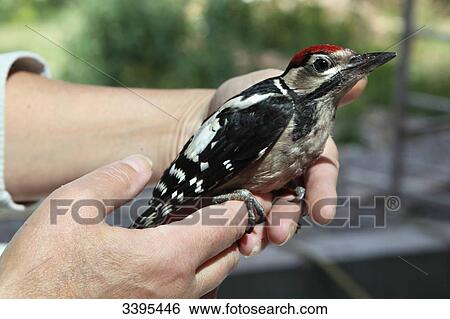 France, Young Great spotted woodpecker hold in a hand View Large Photo Image Stock Photograph - France, Young Great spotted woodpecker hold in a hand. Fotosearch