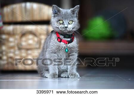 Stock Image - France, Young grey cat sitting. Fotosearch