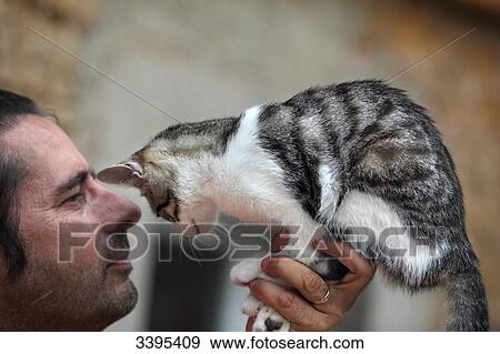 France, Young tabby-cat hold in a hand in front of his master's face View Large Photo Image Stock Photo - France, Young tabby-cat hold in a hand in front of his master's face. Fotosearch
