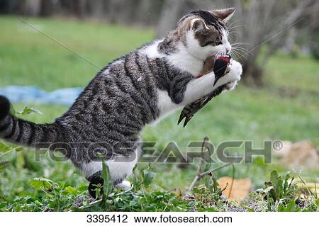 France, Young tabby-cat hunting and killing a great spotted woodpecker View Large Photo Image Stock Image - France, Young tabby-cat hunting and killing a great spotted woodpecker. Fotosearch