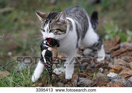 France, Young tabby-cat hunting and killing a great spotted woodpecker View Large Photo Image Stock Image - France, Young tabby-cat hunting and killing a great spotted woodpecker. Fotosearch