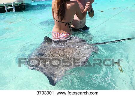 Grand Cayman, Cayman IslandsStingray City. View Large Photo Image Stock Image - Grand Cayman, Cayman IslandsStingray City.. Fotosearch