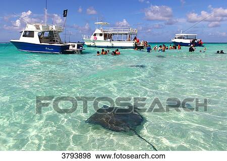Grand Cayman, Cayman IslandsStingray City. View Large Photo Image Stock Photo - Grand Cayman, Cayman IslandsStingray City.. Fotosearch