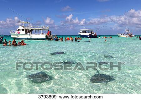 Grand Cayman, Cayman IslandsStingray City. View Large Photo Image Stock Photo - Grand Cayman, Cayman IslandsStingray City.. Fotosearch