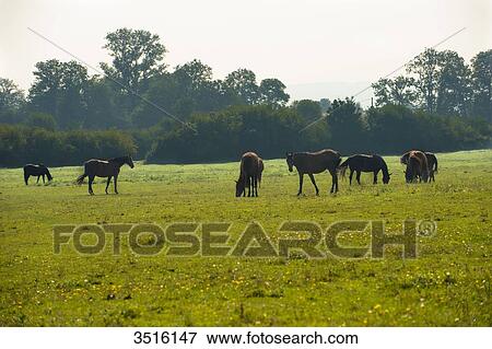 Horses outside in a meadow in Normandy View Large Photo Image Stock Photo - Horses outside in a meadow in Normandy. Fotosearch
