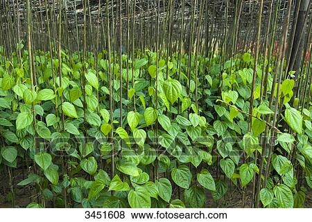 India, North-Eastern Orissa, Baleswar district, near Chandaneswar, betel crop View Large Photo Image Stock Photo - India, North-Eastern Orissa, Baleswar district, near Chandaneswar, betel crop. Fotosearch