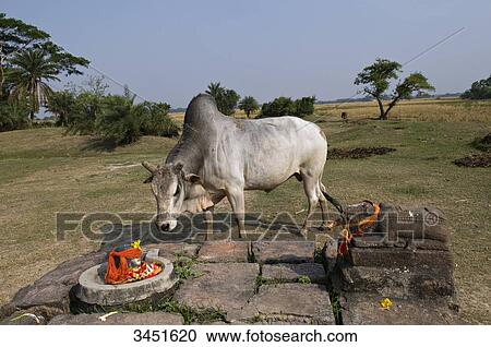India, Orissa, Kendraparha district, Hindu village, Nanti, altar of the village View Large Photo Image Stock Image - India, Orissa, Kendraparha district, Hindu village, Nanti, altar of the village. Fotosearch